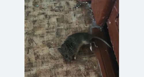 Дезинфекция от мышей в Свиблово города Москвы