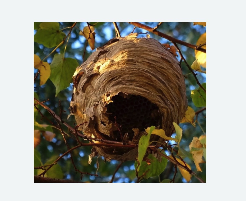 Обработка от шершней в Свиблово города Москвы