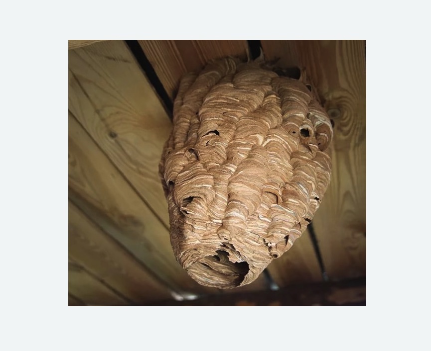 обработка от шершней в Свиблово города Москвы