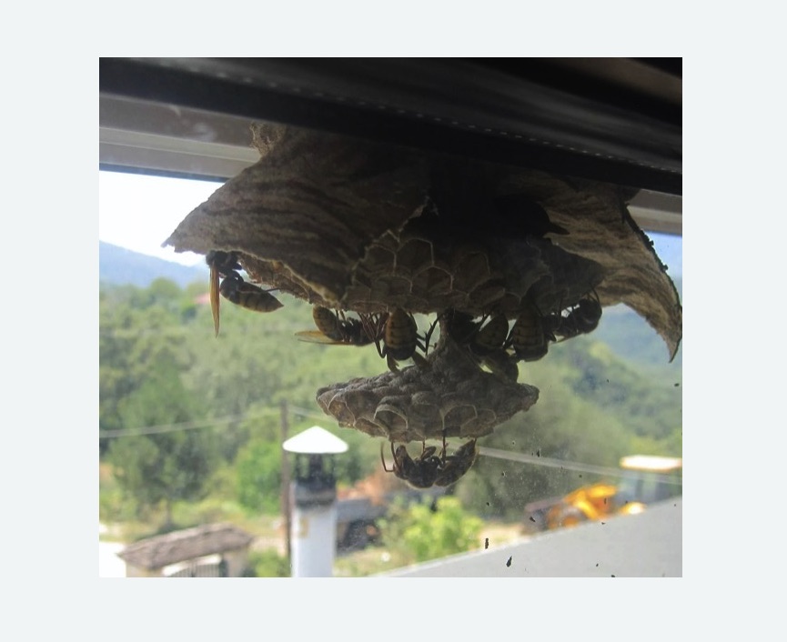 Уничтожение гнёзд шершней в Свиблово города Москвы