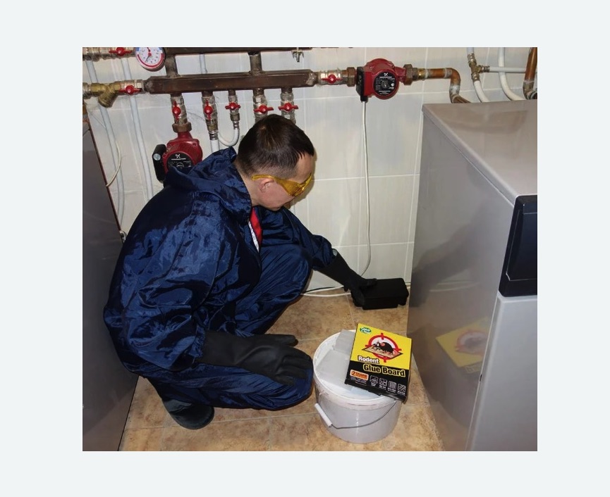 Уничтожение крыс в Свиблово города Москвы