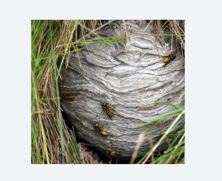 Уничтожение ос и ульев в Свиблово города Москвы